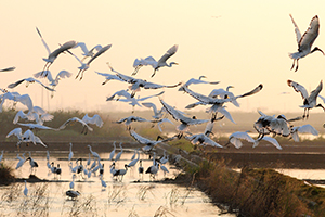 滨海湿地体验3日游图示
