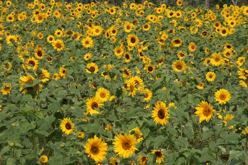 台中市大甲区图示