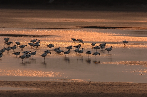 台南市安平区 图示