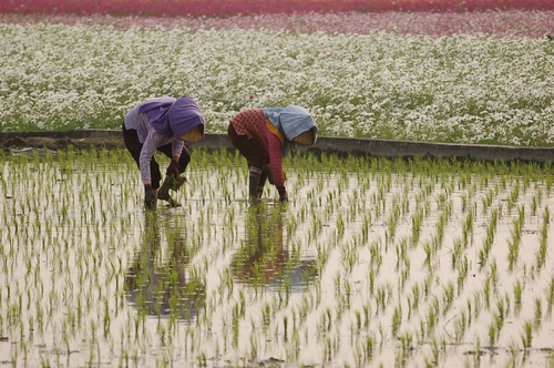 高雄市美浓区图示