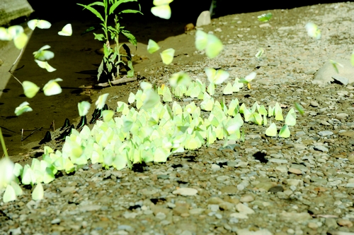 高雄市美浓区图示