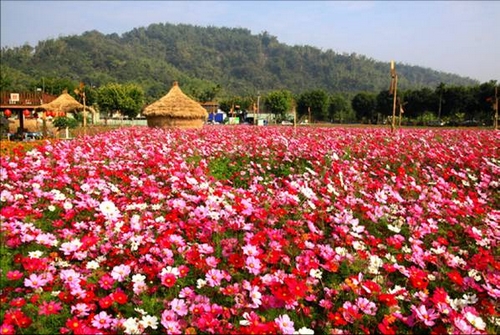 南投县集集镇图示