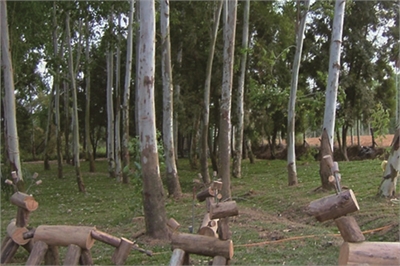 森十八休闲农场示意图图示