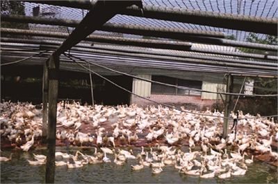 台南鸭庄休闲农场示意图图示