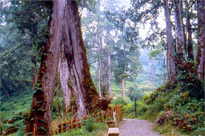 栖兰森林游乐区示意图图示