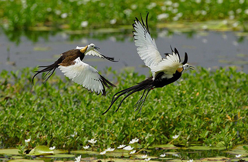 铁马游小镇菱波官田图示