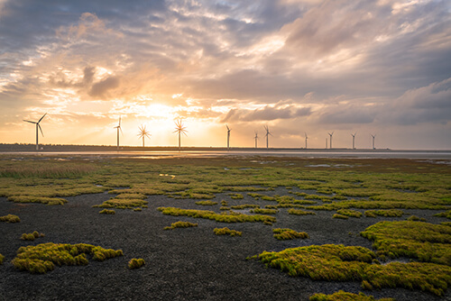 高美湿地等待金色夕阳漫漫图示