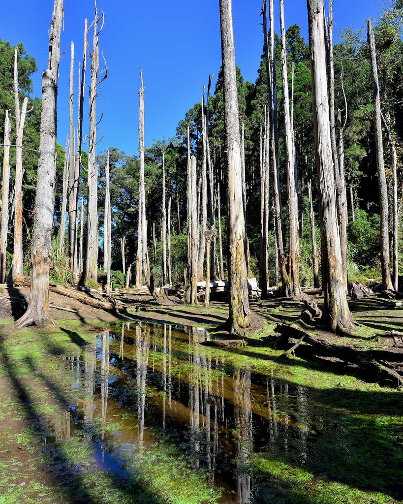 杉林溪森林游乐区图示