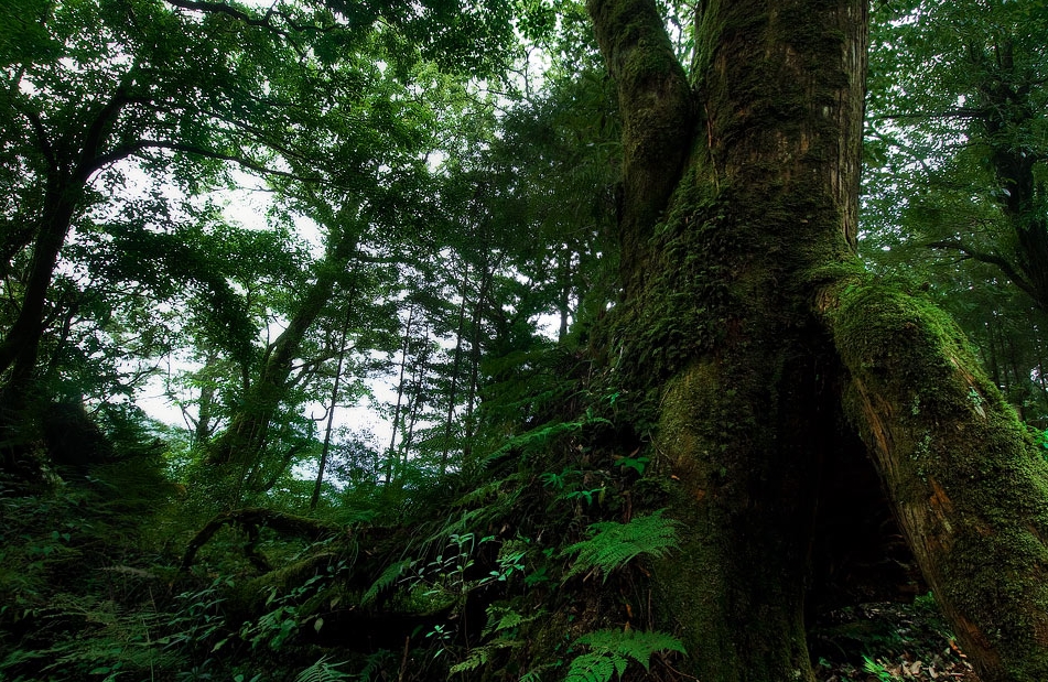 栖兰森林游乐区图示