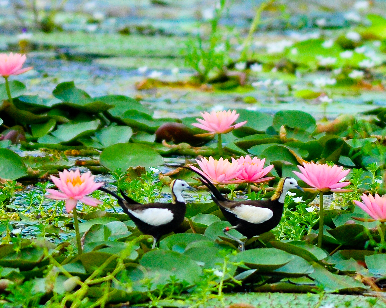 西拉雅风景区图示
