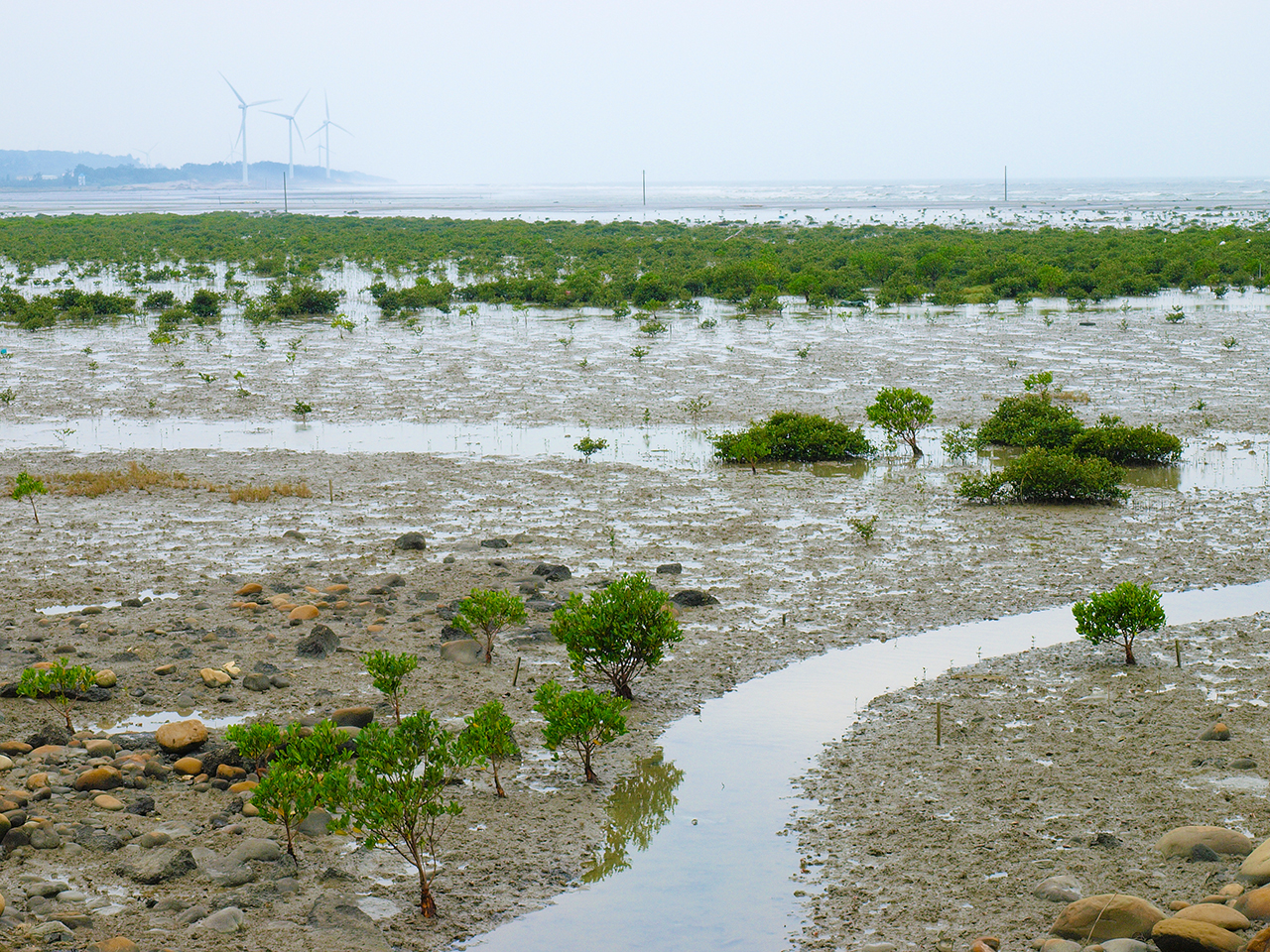 塭子头红树林生态保护区图示