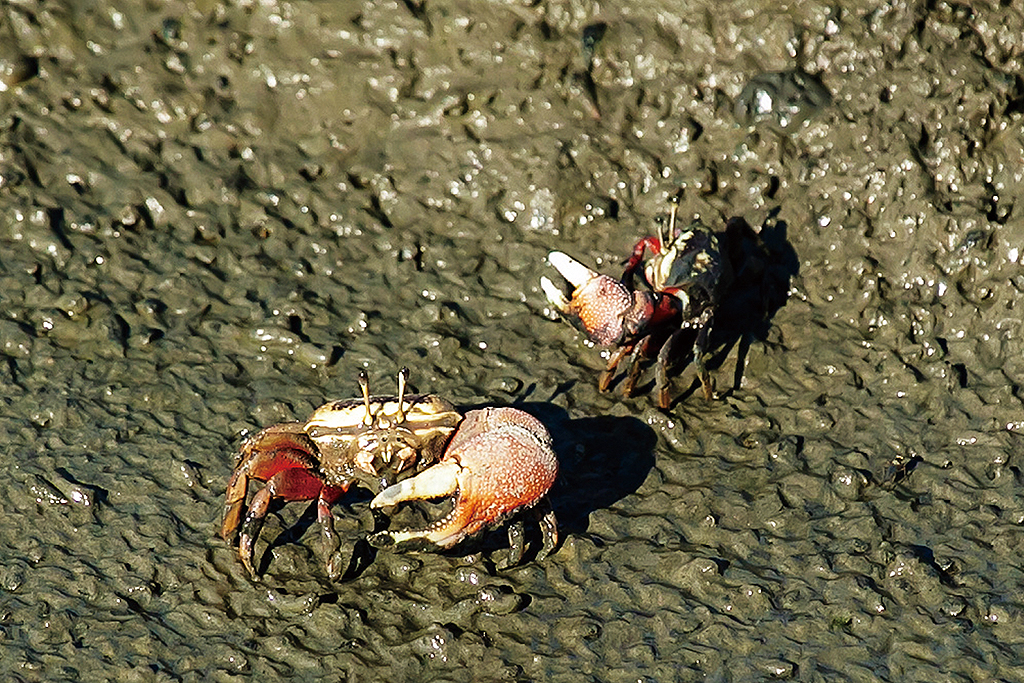 塭子头红树林生态保护区图示