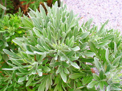 西(犀)牛屿图示