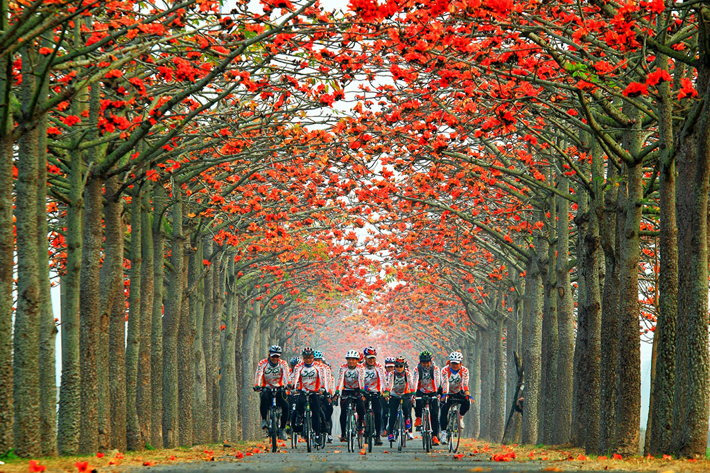 林初埤木棉花道图示