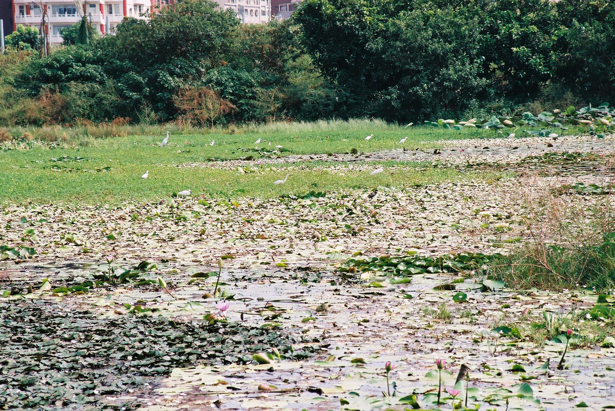 洲仔湿地公园图示