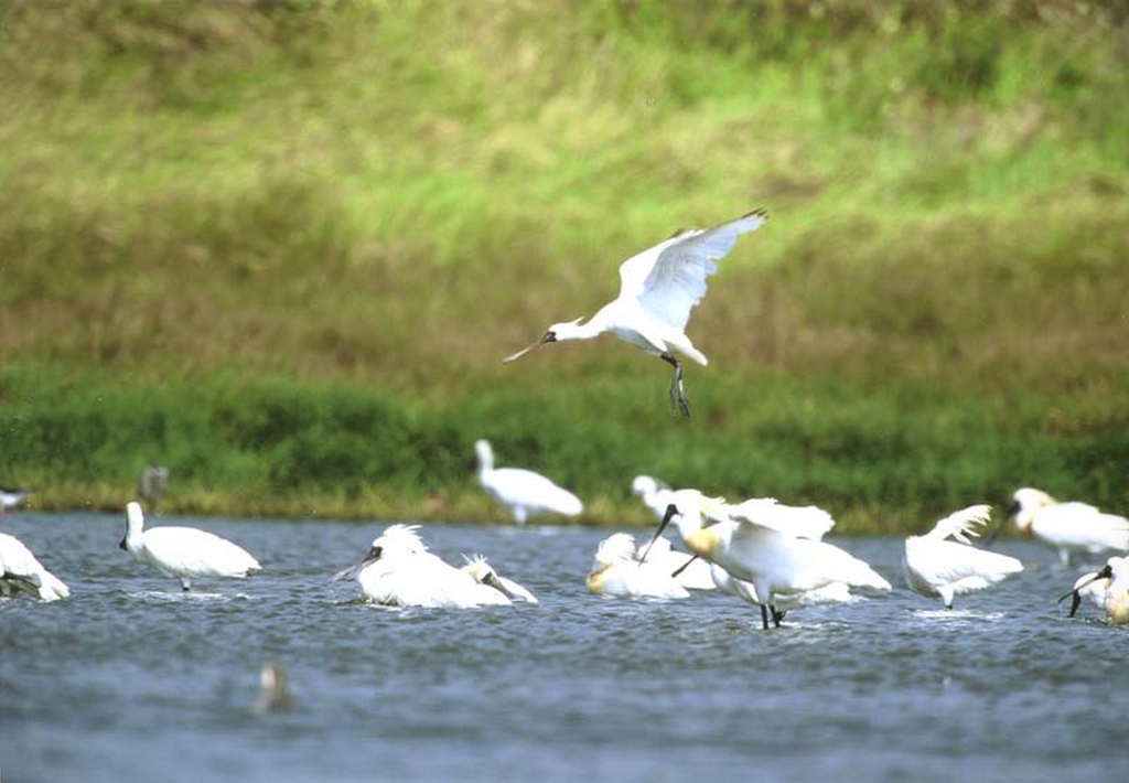 黑面琵鹭保护区图示