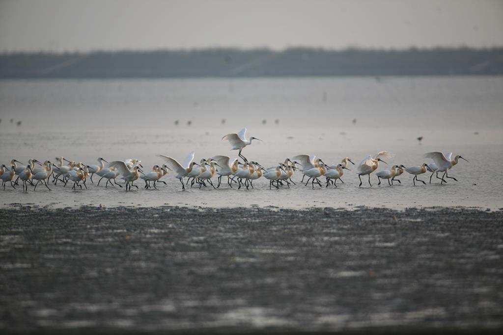 黑面琵鹭保护区图示