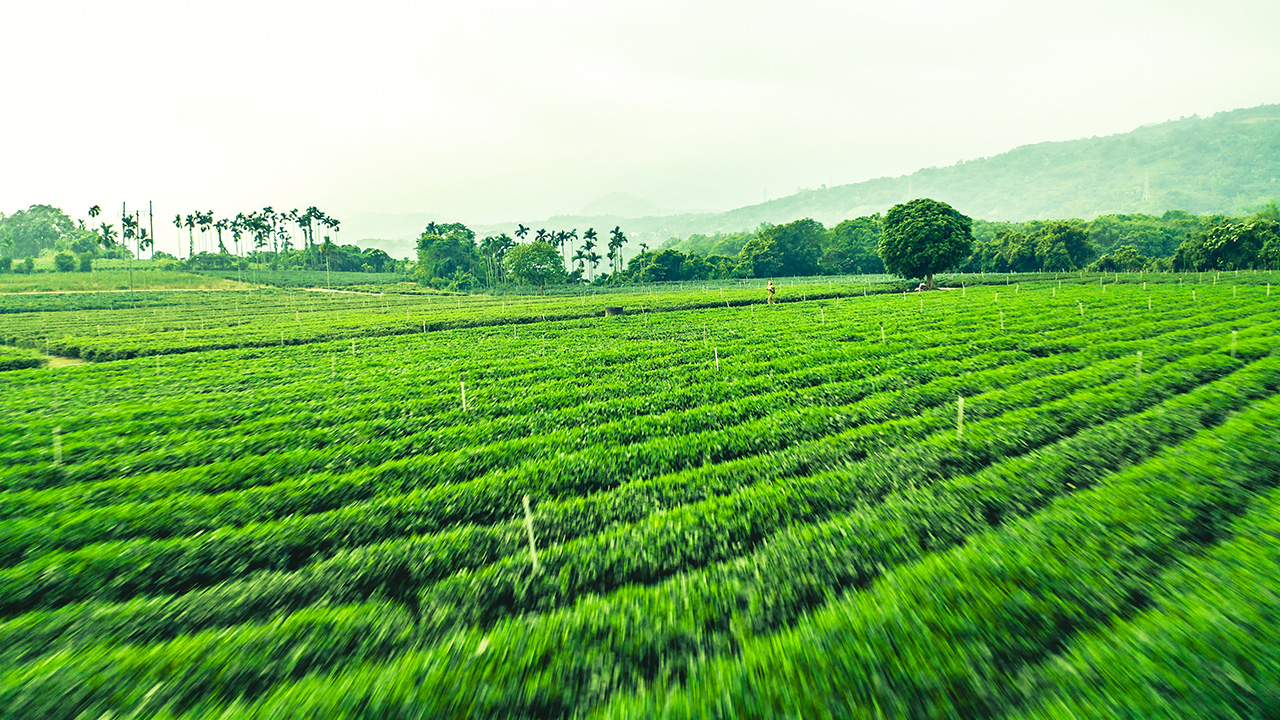 舞鹤观光茶园图示
