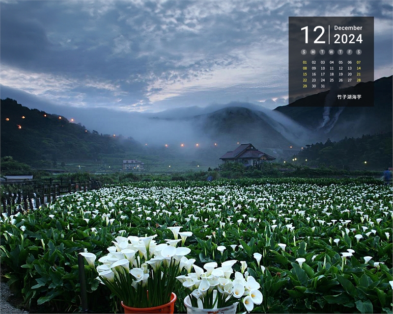 竹子湖海芋图示