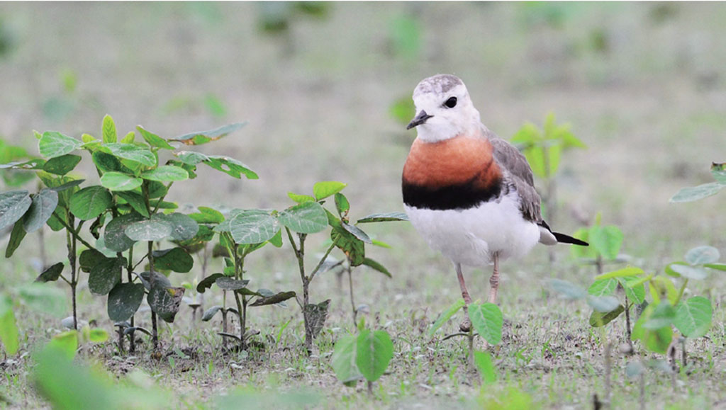 好美寮自然保护区图示