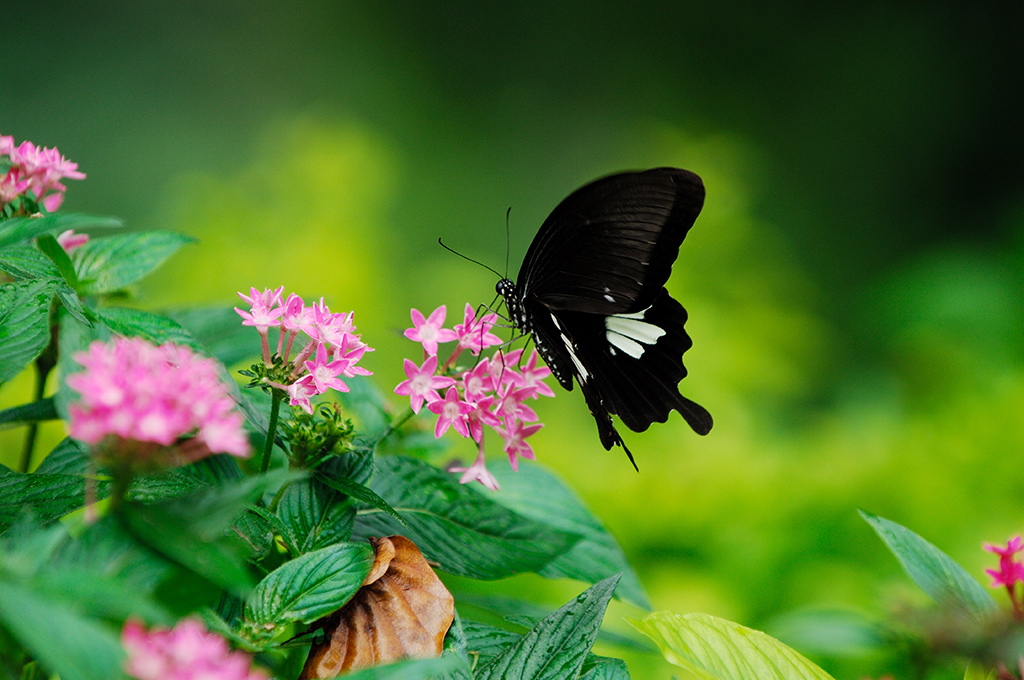 知本森林游乐区图示