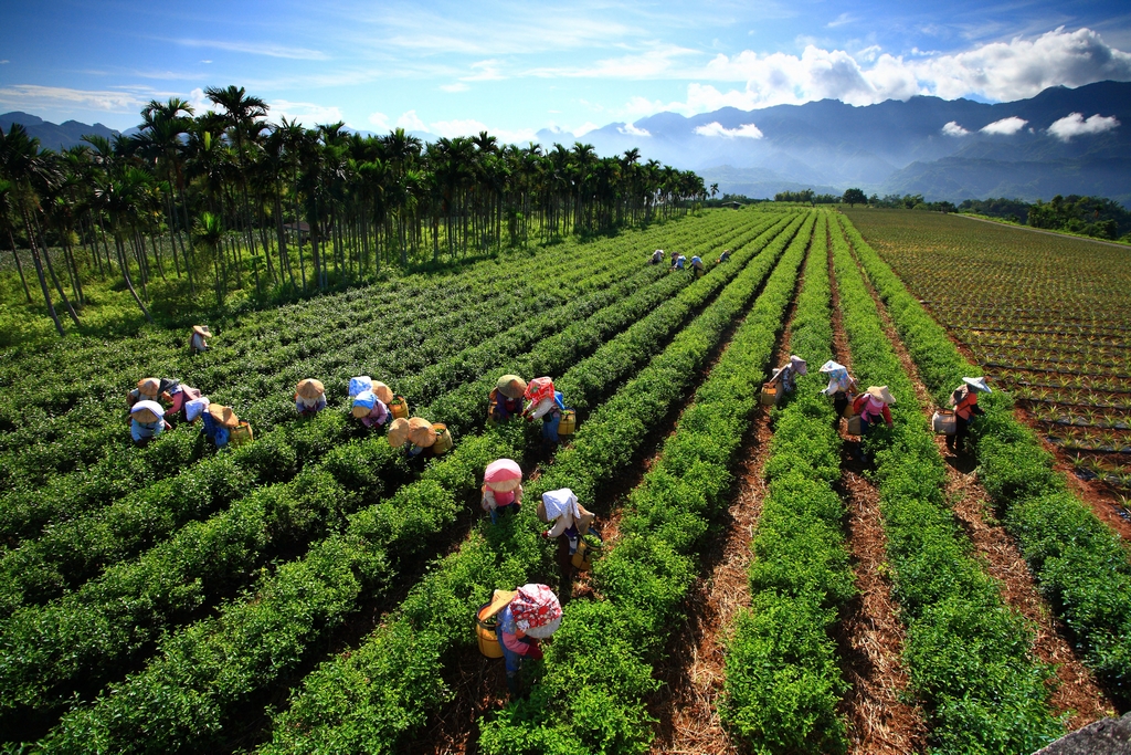 花莲瑞穗-养生温泉泛舟乐、茶香乳香咖啡香图示