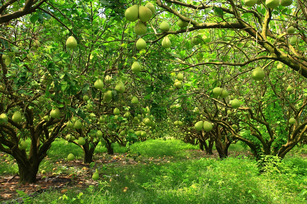 花莲瑞穗-养生温泉泛舟乐、茶香乳香咖啡香图示