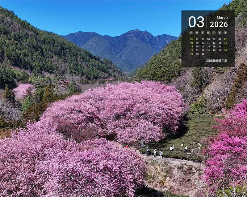 武陵农场樱花季图示