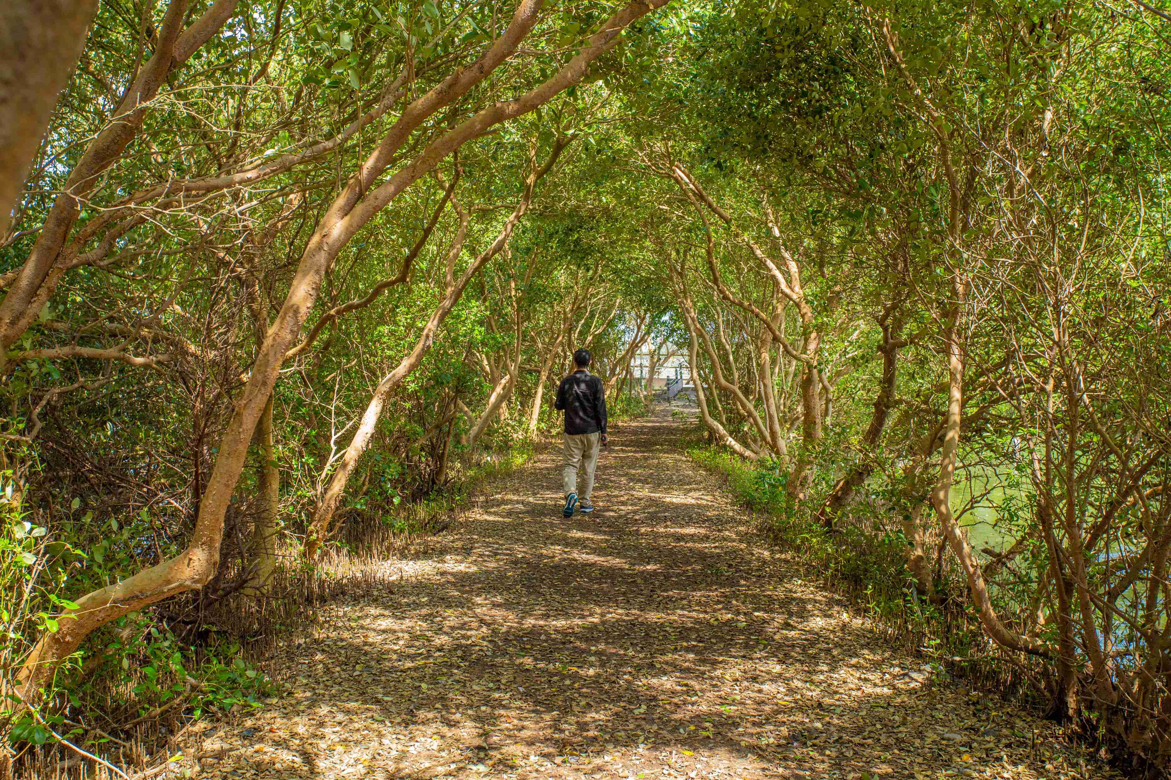 鹏村湿地-龙猫隧道