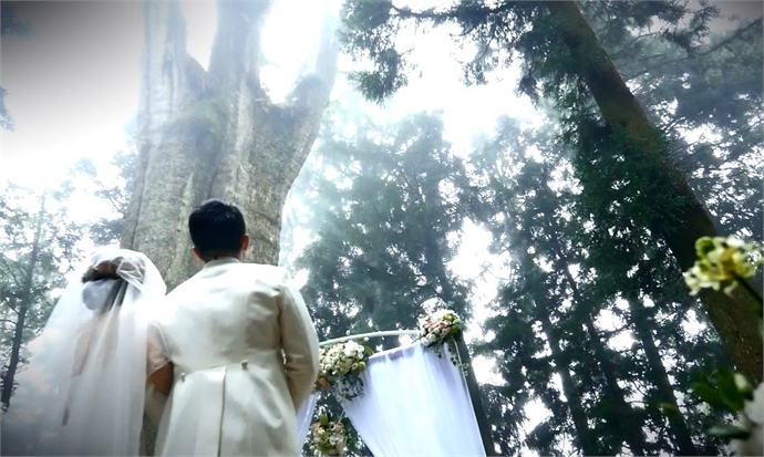浪漫台湾度假婚礼*阿里山─千年神木真爱长久图示