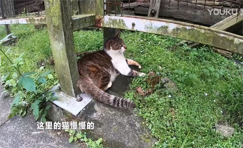流浪猫超非凡待遇(新北猴硐猫村)图示