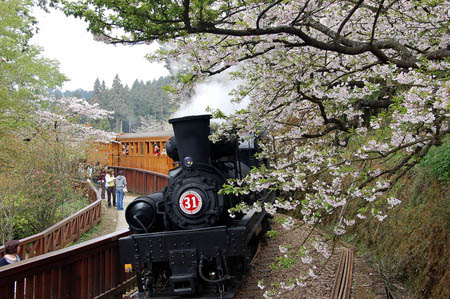 2013阿里山樱花季