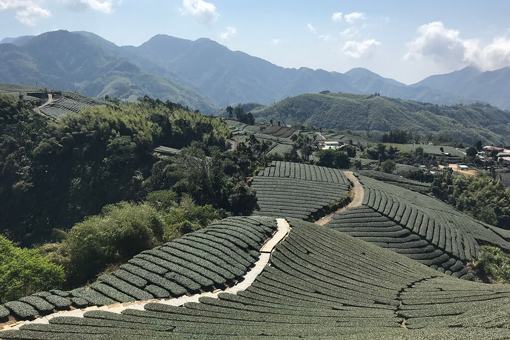 360度视野零死角饱览茶园美景。