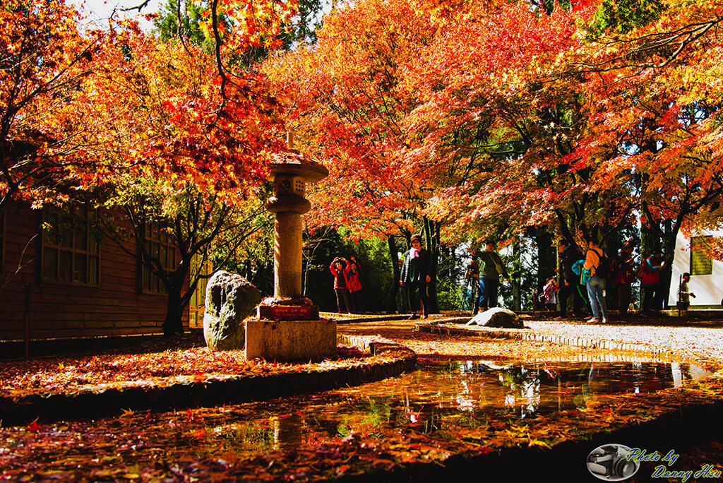台湾观巴行程：赏枫、赏樱、赏萤 季节特色导览