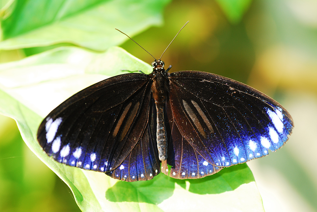 斯氏紫斑蝶(雄)